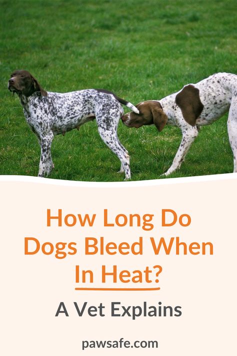 Female Dogs In Heat Tips, Dog In Heat Tips, Dog Heat Cycle Chart, Dog Heat Cycle, Dog Whining, Female Dog In Heat, Dog In Heat, Dog Breeding, Dog Spay