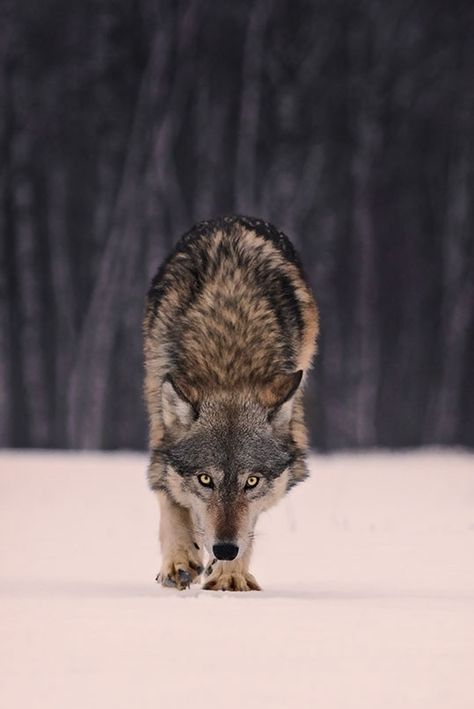 heaven-ly-mind:  Stalking by Daniel Ruf on 500px Wolf Photos, Wolf Love, Wild Wolf, Wolf Pictures, Wolf Spirit, Beautiful Wolves, Grey Wolf, Wild Dogs, A Wolf