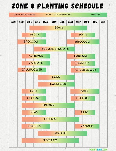 Zone 8 Planting Schedule and Calendar: A Quick Guide - Ponics Life Zone 8 Planting Schedule, Fruit Planting, What To Plant When, Broccoli And Brussel Sprouts, Planting Schedule, Plant Hardiness Zone Map, Productive Garden, Schedule Calendar, Planting Calendar