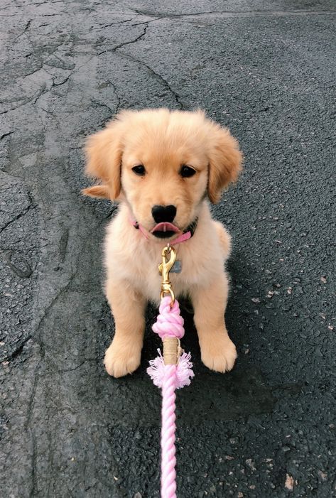 Perros Golden Retriever, Beautiful Puppies, Puppies Cute, Dog Mommy, Very Cute Puppies, Golden Puppy, Really Cute Puppies, Super Cute Puppies, Cute Animals Puppies