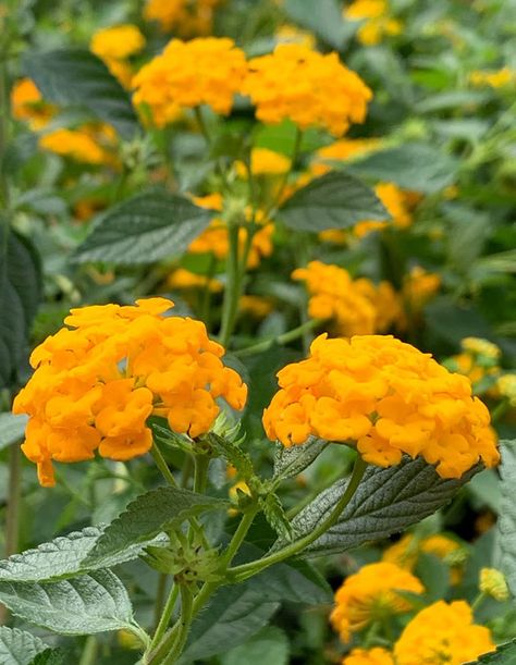 Lantana (Annual Variety) - TLC Garden Centers Lantana Bush, Lantana Plant, Garden Centers, Garden Club, Plant Food, Ground Cover, Flowers Nature, Large Flowers, Garden Center