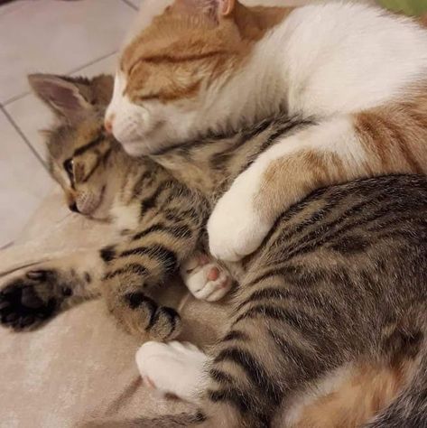 Cats Cuddling, Colorful Hairstyles, Cats In Love, Literally Us, Cat Hug, Cat Couple, Cat Cuddle, Cute Rats, Silly Cats Pictures