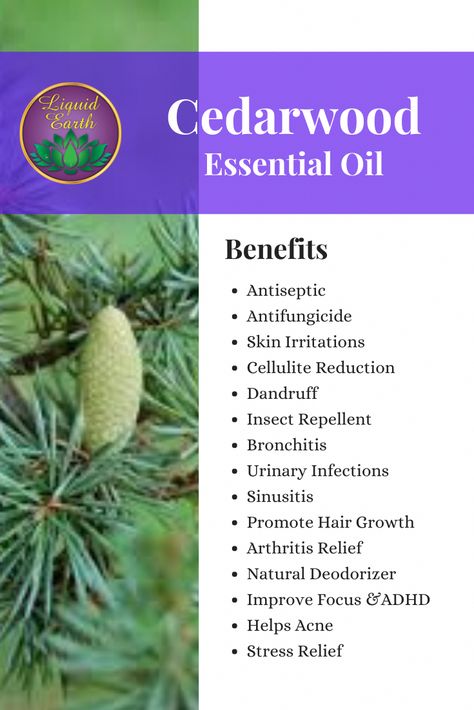 Cedarwood Essential Oil Uses Benefits Of, Cedarwood Oil Benefits, Cedar Wood Essential Oil Uses, Cedar Wood Oil Benefits, Cedar Oil Benefits, Cedarwood Essential Oil Benefits, Cedarwood Essential Oil Uses, Cedar Wood Essential Oil, Essential Oils For Wrinkles