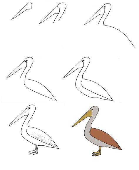 How To Draw A Pelican Step By Step Instructions 1 Pelican Clipart, Pelican Drawing, Lol Coloring Pages, Lol Coloring, State Birds, Guided Drawing, Basic Shapes, Bird Drawings, Drawing Practice