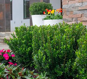 Baby Jade™ Boxwood - Southern Living Plants Small Cottage House, Boxwood Shrubs, Japanese Boxwood, Coastal Virginia, Cypress Mulch, Box Wood Shrub, Low Maintenance Shrubs, Southern Living Plants, American Garden