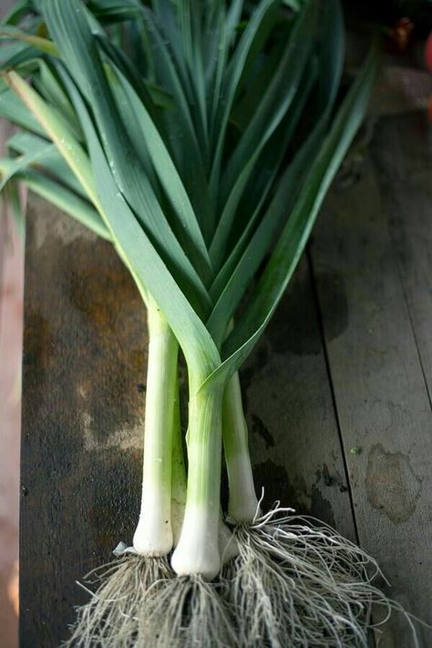 Leeks Food Medicine, Neutral Wedding, Organic Seeds, Organic Matter, Fruit And Veg, Kitchen Garden, Head Start, Planting Seeds, Leeks