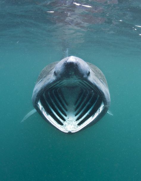 Lives of basking sharks caught on 'SharkCam' in Inner Hebrides - BBC News Megamouth Shark, Basking Shark, Incredible Pictures, Dream Collage, Photoshoot Editorial, Shark Pictures, Shark Drawing, Shark Gifts, Shark Art