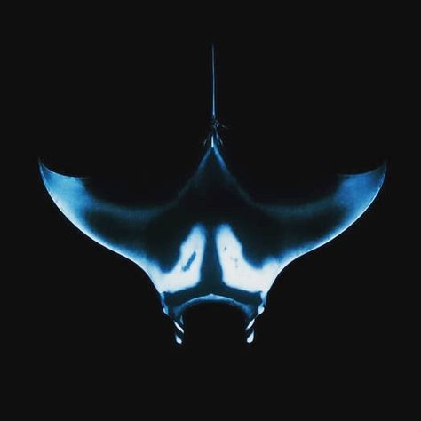 Manta Ray From Above, Space Manta Ray, Manta Ray Art Design, Manta Ray Design, Manta Ray Photography, Manta Ray Aesthetic, Sting Ray Art, Majestic Sea Flap Flap, Oceanic Manta Ray