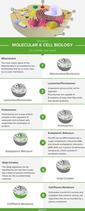 Parts Of The Cell, Biology College, Study Science, Prokaryotic Cell, General Biology, Medical Library, Basic Science, Study Hacks, Health Medicine