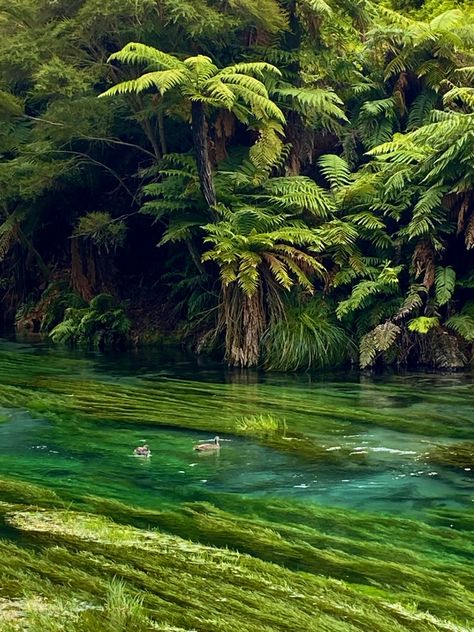 blue spring, new zealand Blue Spring, New Zealand Travel, Blue Springs, Travel Goals, Wonders Of The World, Dolphins, Couple Goals, Travel Blogger, Springs