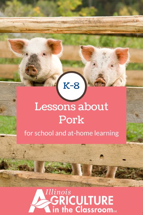 Bacon and pork chops and ham, oh my! Learn more about pig farming and pork with these fun activities!  Great for in the classroom or at home learning! Ag In The Classroom Activities, Agriculture Education Activities, Ag Activities, Agriculture Lessons, Ag In The Classroom, Ham For Easter, Middle School Crafts, Teach Ag, Pig Facts