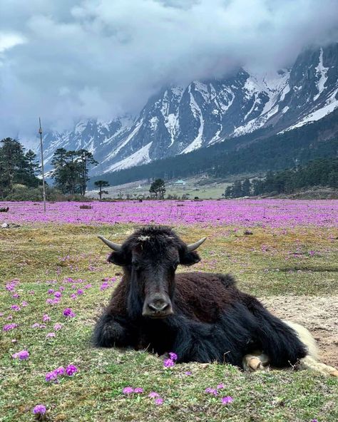 Sajek Valley Photography, Yumthang Valley Sikkim, North Sikkim Photography, Yumthang Valley, Sikkim Nature, Animals In Switzerland, North Sikkim, Clean Green, Green Cleaning