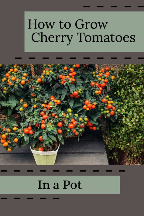 Cherry tomatoes are the perfect tomato plant if you want to produce continuous bite-sized tomatoes all summer long.  | Grow cherry tomatoes in a pot | Great for new and experienced gardeners alike.