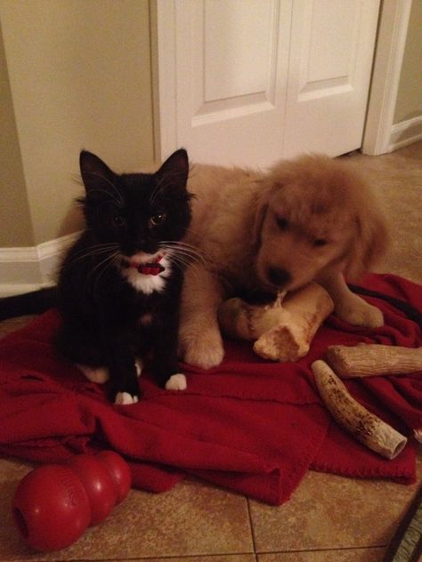 Black Cat Golden Retriever Duo, Black Cat And Golden Retriever, Golden Retriever Black, Black Golden Retriever, Gold Retriever, Cat Duo, Cat Silly, Cats Pictures, Silly Cats Pictures