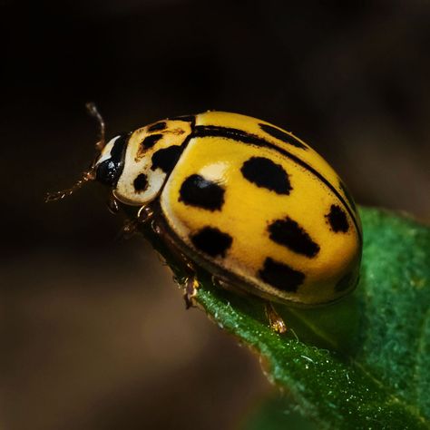 Yellow ladybug Phoenix Drop High, Yellow Ladybug, Beautiful Bugs, Poppy Flowers, Year 3, Yellow Aesthetic, Beetles, Poppy Flower, Positive Thinking