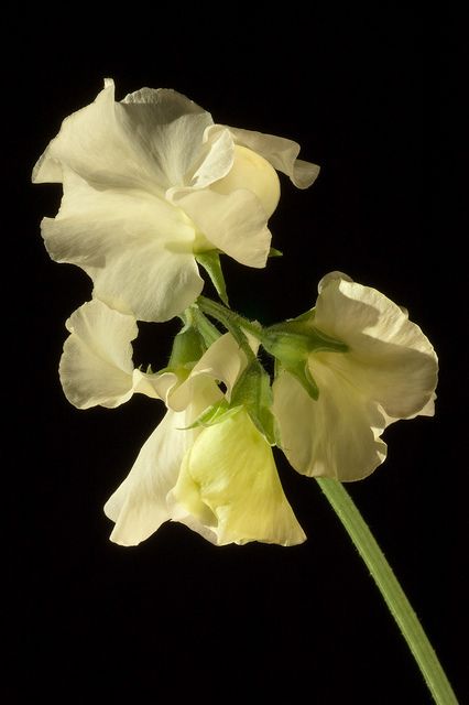 Sweet Pea Flower Black Background, Lathyrus Odoratus, Sweet Pea Flowers, Sunset Light, Pea Flower, Flower Black, Indoor Flowers, Sweet Peas, Favorite Flowers