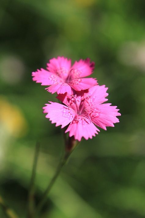 Carnation Caryophyllaceae Dianthus - Free photo on Pixabay Pixabay Image Free Photos, Pink Dianthus, Dianthus Flowers, Peach Flowers, Unique Flowers, Amazing Flowers, Free Pictures, Free Photo, Nature Photos