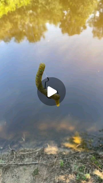 Fishing Ideas, Fishing Adventure, Catching Fish, Fishing Life, Gone Fishing, Saltwater Fishing, Freshwater Fish, Fishing Tips, Fishing Trip