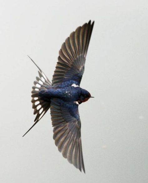 Larry Aesthetic, Wing Reference, Swallow Bird Tattoo, Flying Pose, Bird Mural, Swallow Bird Tattoos, Fly Baby, Barn Swallow, Tattoo Love