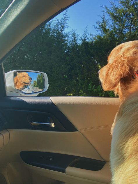 In The Car, Golden Hour, A Dog, Books Wattpad, Wattpad, Bar, Books