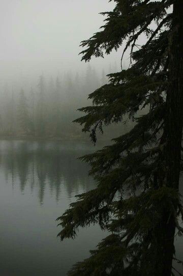 Rainy summer day in PNW Rainy Pnw Aesthetic, Moody Pnw Aesthetic, Rainy Washington Aesthetic, Pnw Aesthetic Wallpaper, Pnw Wallpapers, Pnw Coast Aesthetic, Rainy Cabin Aesthetic, Rainy Woods Aesthetic, Rainy Summer Aesthetic