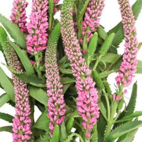 Veronica Flower, Pink (100 stems) Veronica Flower, Pink Veronica, Wedding Planning Checklist Detailed, Savings Book, Diy Wedding Planning, Event Planning Tips, Beautiful Bouquets, Fall Garden, Fresh Cut Flowers