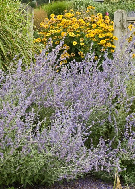 Russian Sage (Perovskia atriplicifolia) Full Sun Landscaping, April Gardening, Rose Companion Plants, Common Garden Plants, Garden Prepping, Sage Garden, Russian Sage, Hgtv Garden, Full Sun Perennials