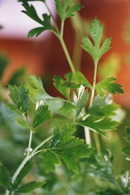 How to Grow Flat Leaf Italian Parsley Parsley Tea, Companion Gardening, Garden Companion Planting, Growing Tomatoes In Containers, Secret Gardens, Planting Vegetables, Companion Planting, Beetles, Herb Garden