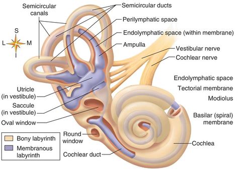 Cochlea Anatomy, Vestibular Apparatus, Inner Ear Anatomy, Audiology Student, Nervous System Anatomy, Ear Anatomy, Medical Dictionary, Nursing Study Guide, Nurse Study Notes