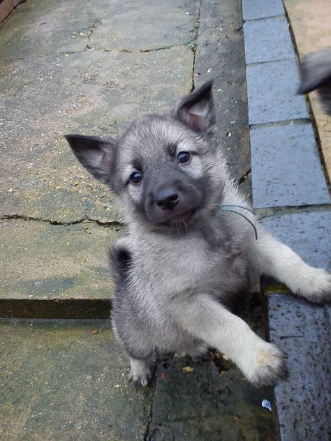 Elkhound Puppies, Lil Puppy, Norwegian Elkhounds, Gray Dog, Norwegian Elkhound, Dog Day Afternoon, Wild Dogs, Silly Animals, Cute Animal Pictures