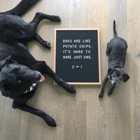 Yup. ✌ . . . . #letterfolk #fulcandles Dog Letterboard, Rent Quotes, Puppy Announcement, Letterboard Signs, Letter Folk, Letterboard Quotes, Puppy Quotes, Message Board Quotes, Dog Lover Quotes