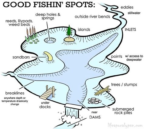 Fish Chart, Crappie Fishing Tips, Fishing Basics, Fishing For Beginners, Fishing Chair, Fly Fishing Tips, Bass Fishing Tips, Fishing Pictures, Fishing Diy