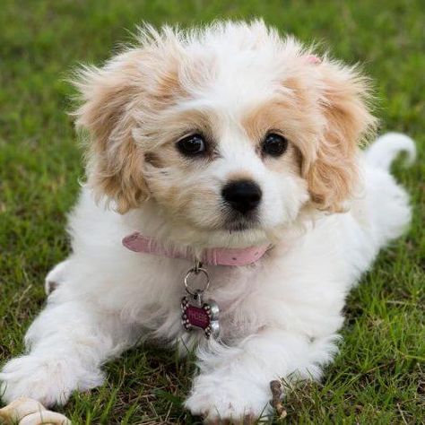 Cavachon Dog Breed Information | Purina UK Cavachon Dog, Clever Dog, English Toy Spaniel, Getting A Puppy, Companion Dog, Pet Signs, Sporting Dogs, Dog Barking, Bichon Frise