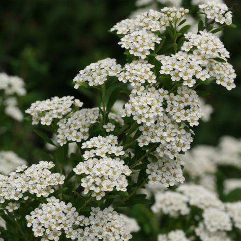 SPIRAEA_WEDDING_CAKE_SPIREA_PW_SPIWC_01 Spirea Shrub, Bridal Wreath Spirea, Cake Bridal, Bridal Wreath, Garden Shrubs, White Plants, Moon Garden, Garden Living, Flowering Shrubs