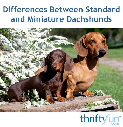 This is a guide about differences between standard and miniature Dachshunds. Certain dog breeds have been bred to have two distinctive sizes; the larger a standard and the smaller a mini version. Other than size their appearance is basically the same. Standard Dachshund, Dachshund Puppies For Sale, Dachshund Puppy Miniature, Luxury Dog Collars, Miniature Dachshunds, Long Haired Dachshund, Miniature Dachshund, Handmade Dog Collars, Weenie Dogs