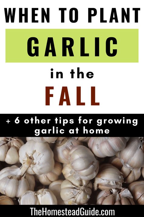 When to plant garlic in the fall and six other tips for growing garlic at home. The homestead guide dot com. How And When To Plant Garlic, When To Plant Garlic Fall, Planting Garlic In Fall In Containers, Plant Garlic In Fall, How To Grow Garlic Indoors, How To Plant Garlic In The Fall, How To Grow Garlic From A Clove, How To Grow Garlic, Grow Garlic From Clove