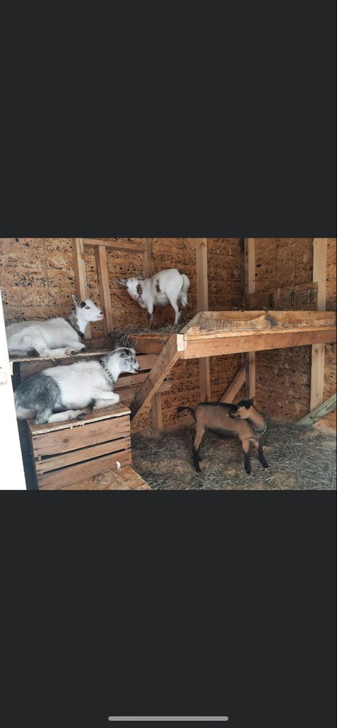 Goat House Interior, Goat Playground, Goat Shed, Goat Shelter, Goat Pen, Goat House, Goat Barn, Play Yard, Play Area