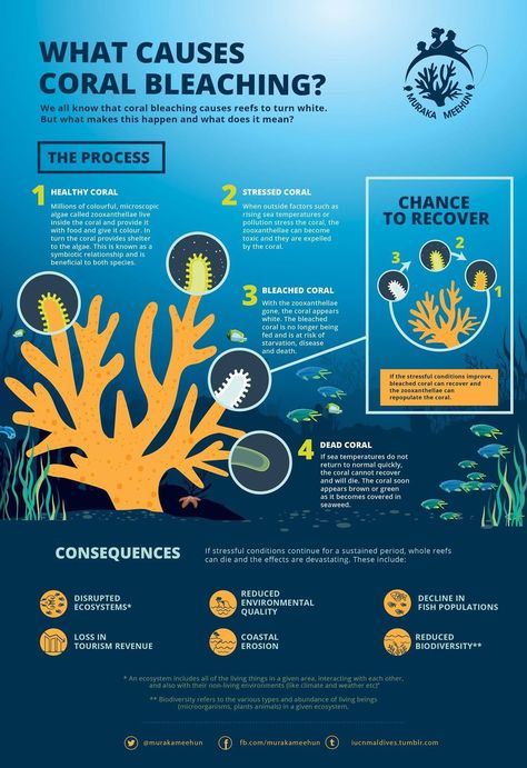 Life of coral Coral Bleaching Infographic, Coral Reef Infographic, Coral Reef Bleaching, Coral Poster, Coral Life, Coral Bleaching, Save Our Oceans, Hue Color, Marine Biologist