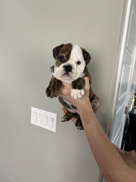 AKC English Bulldogs | PetClassifieds.com Merle Bulldog English, Cute English Bulldog Puppies, Cute English Bulldogs, Brindle English Bulldog, Mini English Bulldogs, English Bulldog Pictures, Miniature Bulldog, English Bulldog For Sale, English Bulldog Care