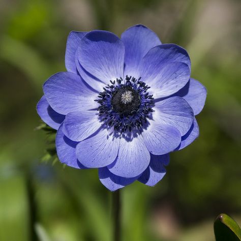 Photos Of Flowers, Blue Anemone, Blue Delphinium, Flower Watch, Anemone Flower, Flower Spike, No Rain, Airbrush Art, Botanic Garden