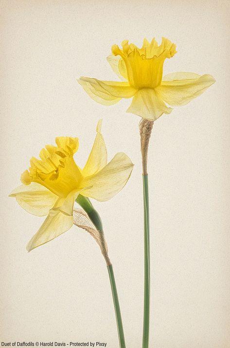 Learn to Photograph Flowers for Transparency in Six Steps | Pixsy Daffodil Reference, Daffodil Photography, March Flower, Bouquet Drawing, Daffodils Planting, Daffodil Bouquet, Flor Tattoo, Daffodil Tattoo, Botanisk Illustration