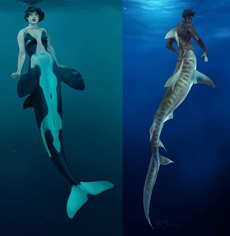 Half Shark Half Human Art, Orca Oc Human, Orca Oc, Different Mermaid Species, Orca Humanoid, Orca Mermaid Tail, Orca Mermaid, Shark Mermaid Character Design, Orca Mermaid Art