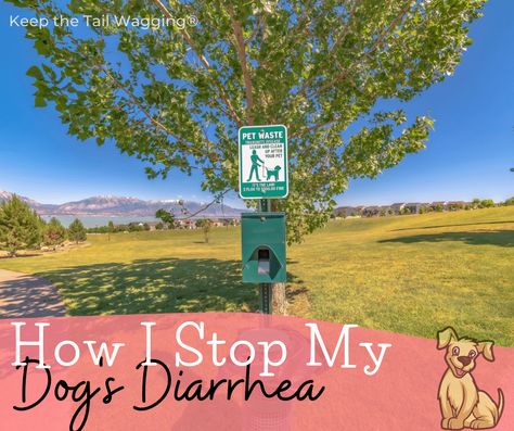 How To Stop Diaherra In Dogs, Dog Diaherra Food, Dog Has Diaherra Remedies, Dog Diaherra, Dog Diaherra Remedies, How To Stop Diaherra, Raw Dog Food Diet, Digestive Supplements, Slippery Elm