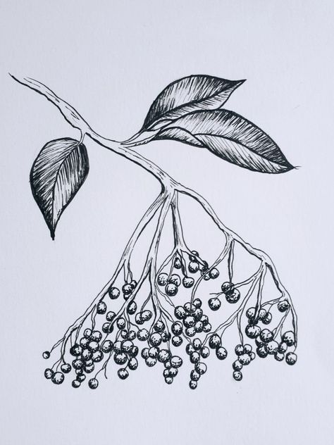 Elderberry Drawing, Bramble Drawing, Elderflower Drawing, Elderberry Tattoo, Elderberry Illustration, Elderflower Tattoo, Elderberry Flower, 2024 Tattoo, Alphabet Challenge