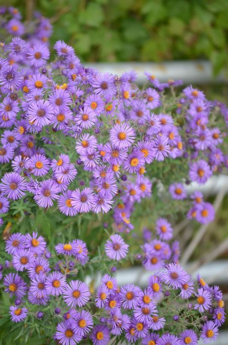 Aster novae-angliae Aster Perennial, Fall Aster, New England Aster, Purple Flowers Garden, Prairie Planting, Aster Flower, Moon Nursery, Pollinator Garden, Flower Landscape