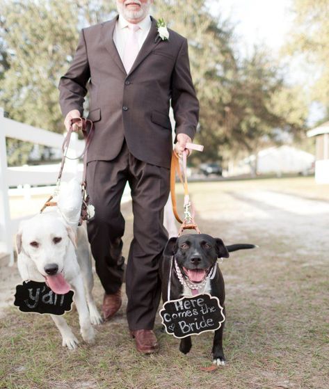 Dogs wear chalkboard signs for walk down the aisle Puppy Kisses, Wedding Pets, Man Photography, Dog Wedding, Boxer Dogs, Florida Wedding, Here Comes The Bride, Wedding Wire, Pet Owners