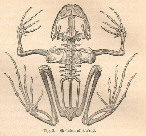 Frog Skeleton Drawing, Frog Skeleton Tattoo, Frog Diagram, Frog Skeleton, Leaping Frog, Frog Vintage, Skeleton Drawings, Animal Skeletons, Skeleton Illustration