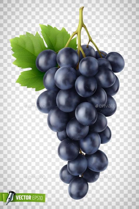 Vector Realistic Bunch of Grapes, #Grapes, #advertisement, #Bunch, #Realistic, #Vector, #ad Grapes Illustration, Realistic Illustration, Bunch Of Grapes, Carmen Miranda, Graphic Arts Illustration, Grape Bunch, Red Grapes, Poster Board, Travel Poster