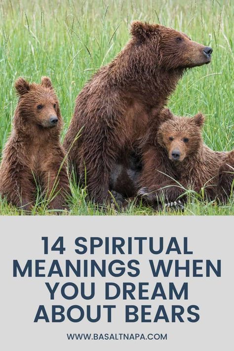 14 Spiritual Meanings When You Dream About Bears Bear Meaning, Animal Meanings, S Meaning, Animal Medicine, Dream Meanings, Soul Searching, Spiritual Guides, Dream Interpretation, Spiritual Meaning