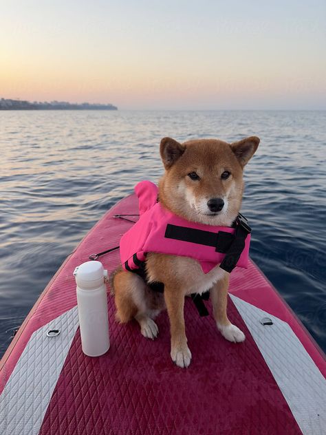 "Dog In Lifelacket On SUP Board" by Stocksy Contributor "Olga Sibirskaya" - Stocksy Sup Board, Sup Boards, Beach Aesthetic, Shiba Inu, Ducks, Photo Ideas, Stock Photos, Lifestyle, Dogs